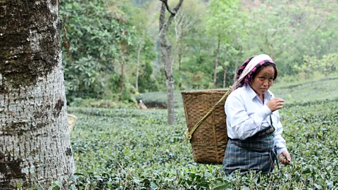 Kalpana Prodhan Makaibari is the steepest tea garden in the Darjeeling region (Credit: Kalpana Prodhan)