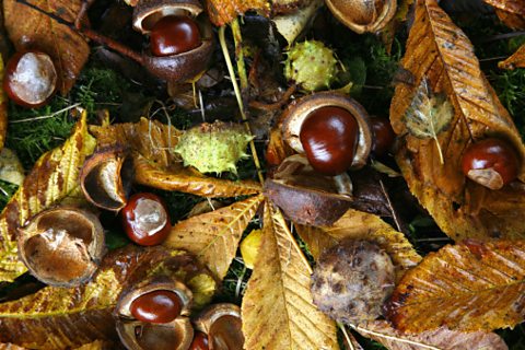 Conkers and their shells on brown leaves