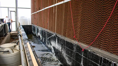 Amanda Ruggeri In the cooling room, the ‘blanket’ shown at right draws salt water through it; as the water evaporates, it cools the air (Credit: Amanda Ruggeri)
