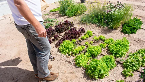Amanda Ruggeri Jowett has planted 864 plants outside so far, including rocket (Credit: Amanda Ruggeri)