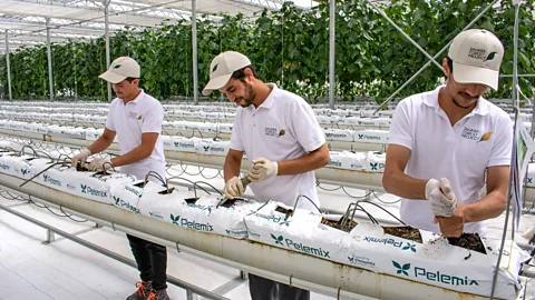 Amanda Ruggeri Three workers plant cucumber seedlings in the cooled greenhouse interior (Credit: Amanda Ruggeri)