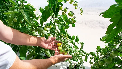 Amanda Ruggeri Head grower Blaise Jowett shows his tomatoes growing near the greenhouse wall (Credit: Amanda Ruggeri)