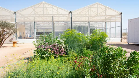 Amanda Ruggeri The project tackles challenges of food production, water scarcity and renewable energy at the same time (Credit: Amanda Ruggeri)