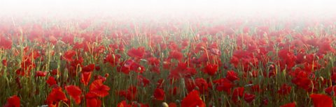 A field of headstones for soldiers who died in World War One