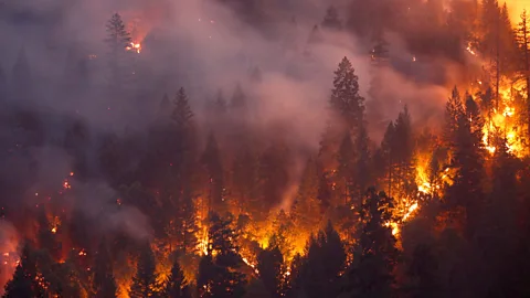 Terray Sylvester/Getty Images The Carr Fire of July and August 2018 burnt 230,000 acres of California's landscapes (Credit: Terray Sylvester/Getty Images)