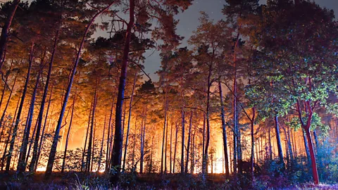 Patrick Pleul/AFP/Getty Images Firefighters in Germany recently battled a forest fire just 50km from Berlin. Scientists worry that such fires will be increasingly common (Credit: Patrick Pleul/AFP/Getty Images)