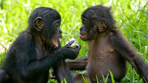 Getty Images Female bonobos can team up to overcome aggressive males – but are more inclined to be lovers, not fighters (Credit: Getty Images)