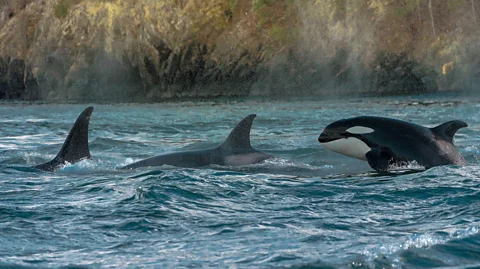 Getty Images Orcas are just one of a handful of mammal species which show female leadership traits (Credit: Getty Images)