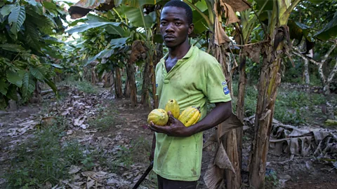 Getty Images Earlier this year, Ivory Coast announced it will have to take out an entire cocoa plantation of 100,000 hectares contaminated by virus (Credit: Getty Images)
