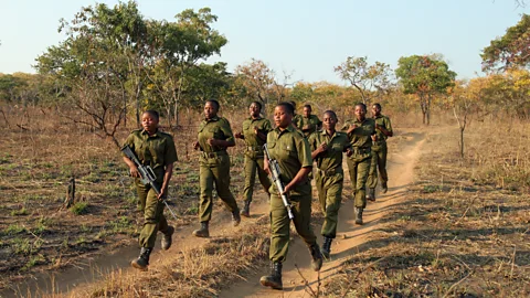 Rachel Nuwer The Akashinga rangers training in the field; they often sing as they run (Credit: Rachel Nuwer)
