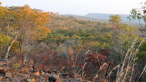 Rachel Nuwer The Lower Zambezi Valley is home to 11,000 elephants, but they are at an acute risk of poaching (Credit: Rachel Nuwer)
