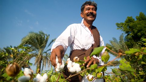 A smiling farmer harvesting cotton.