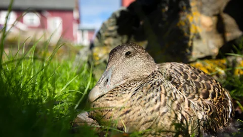 Nature Picture Library/Alamy A few Norwegians are keeping the tradition of sustainable eiderdown farming alive (Credit: Nature Picture Library/Alamy)