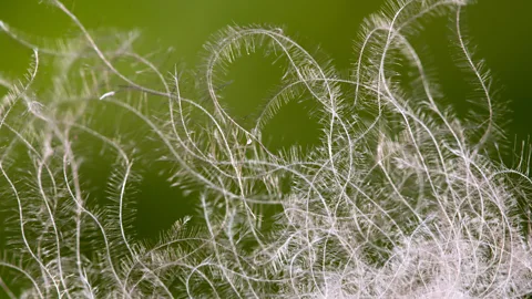 Nature Picture Library/Alamy Eiderdown’s individual plumules have microscopic, Velcro-like hooks (Credit: Nature Picture Library/Alamy)