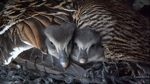 Arne Naevra and Torgeir Beck Lande The fuglevokterne (bird keepers) take pains not to disturb the ducks (Credit: Arne Naevra and Torgeir Beck Lande)