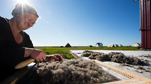 Nature Picture Library/Alamy It takes three weeks to clean 1kg of eiderdown (Credit: Nature Picture Library/Alamy)