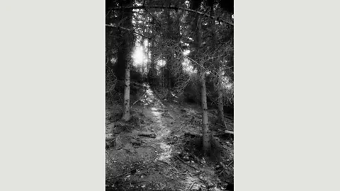Judy Glickman Lauder While escaping Denmark, many Jews hid in forests like this one near Elsinore: searched by German patrols, they were places of both fear and refuge (Credit: Judy Glickman Lauder)
