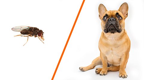 A fruit fly and a dog separated by an orange line