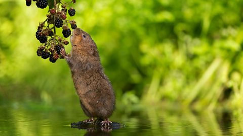 A water vole reaching for berries to eat