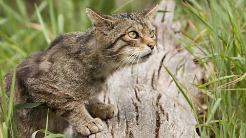 A scottish wildcat ready to pounce