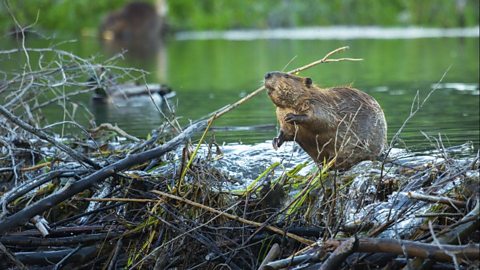 A beaver building a dam