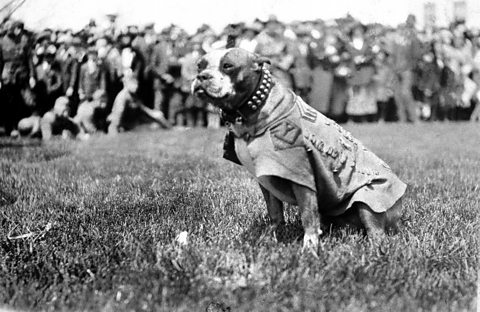 Sergeant Stubby sat down in a field