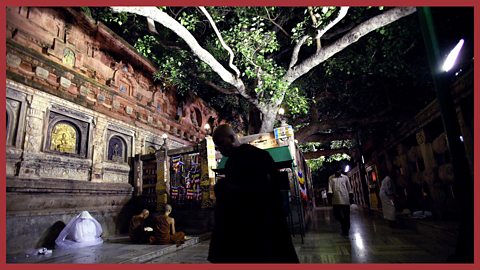 The bodhi tree at Bodh Gaya  