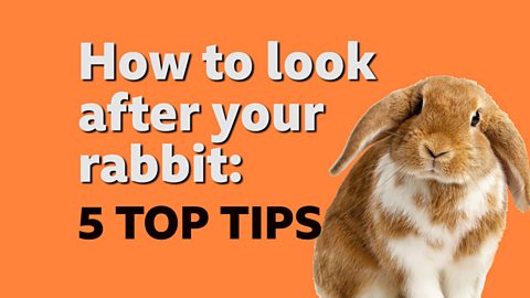 How to look after a pet rabbit - CBBC Newsround