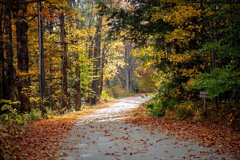 BBC Two - Autumnwatch - Seven classic New England scenes