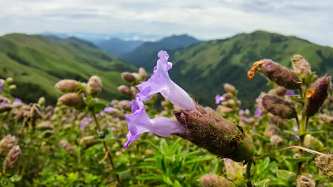 National Geographic Image Collection/Alamy The Neelakurinji flower blooms every 12 years in Kerala (Credit: National Geographic Image Collection/Alamy)