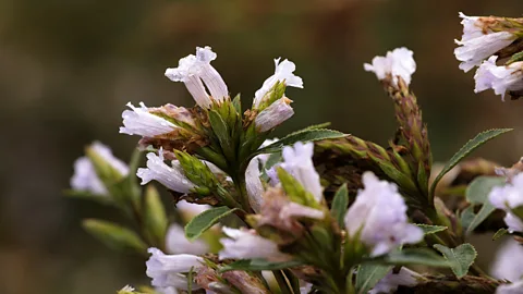 Mayank Soni The Strobilanthes kunthiana, the Neelakurinji (meaning ‘blue flower’), blooms in mass (Credit: Mayank Soni)