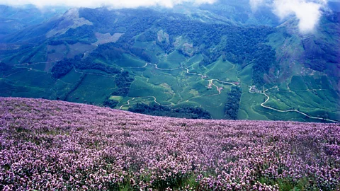 DARKROOM/Balan Madhavan/Alamy The Neelakurinji takes a particular period for the new seeds to bloom (Credit: DARKROOM/Balan Madhavan/Alamy)