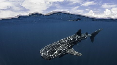 A whale shark