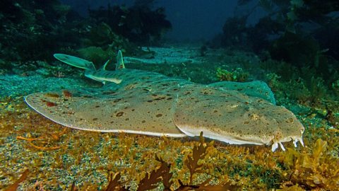 Angel shark