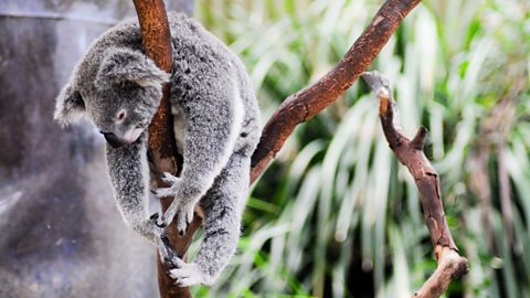 Koala hanging in a tree