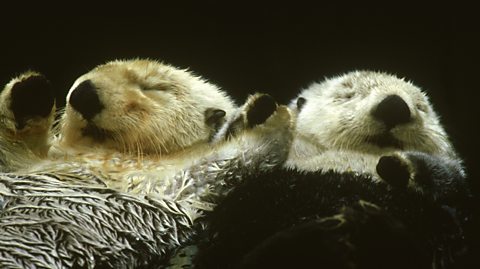 2 sea otters holding hands