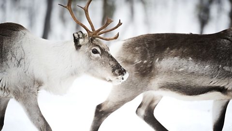 Reindeer in the snow