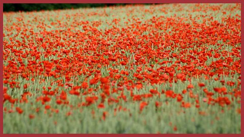 Image: a field of poppies