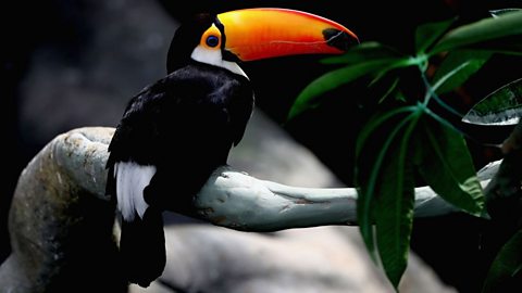 A toucan sitting on the branch of a tree