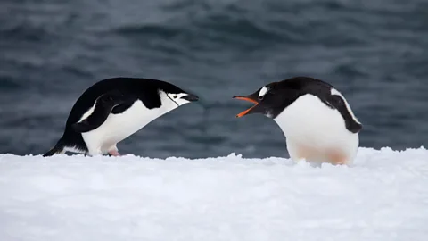 Getty Images It isn't just the penguins who are territorial in Antarctica (Credit: Getty Images)