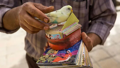 ERIC LAFFORGUE/Alamy While in Tehran, Iran, writer Joobin Bekhrad’s acquaintance was reassured by a fortune picked at random by a bird (Credit: ERIC LAFFORGUE/Alamy)