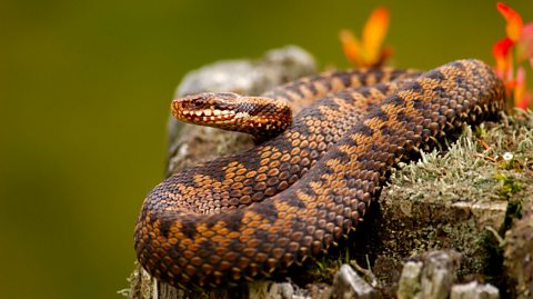 An adder curled up on a log