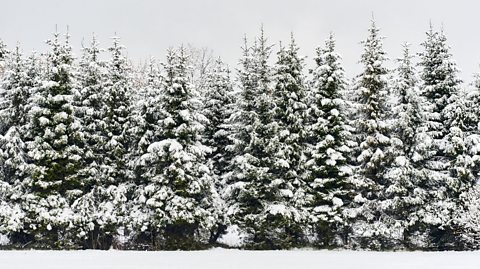 Fir trees in a line covered in snow