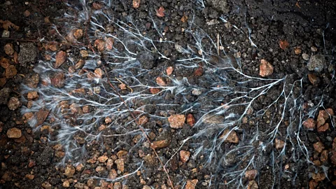 Alamy The veiny hyphae, which is collectively called mycelium, is the biggest part of the fungus (Credit: Alamy)