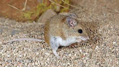 Alamy Hantaviruses are usually spread when rodents come into contact with people, who contract it via urine, saliva and droppings (Credit: Alamy)