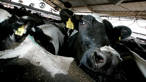 Getty If cattle were their own nation, they’d be the world’s third largest emitter of greenhouse gases (Credit: Getty)