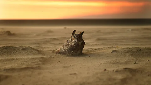 Getty An owl waits as California's Woolsey Fire approaches (Credit: Getty)