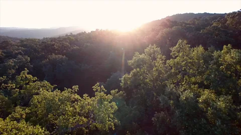 Max Duncan Many of acorn-producing oak trees grow on a savannah-like grassland called a dehesa (Credit: Max Duncan)