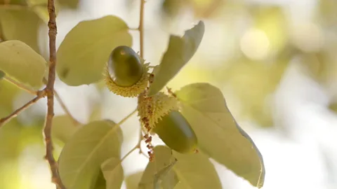 Max Duncan Acorns are high in oleic acid, a fatty acid also found in olives (Credit: Max Duncan)