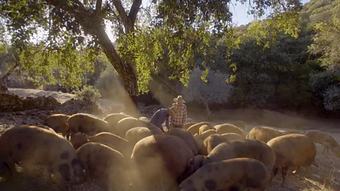 Max Duncan The 200 or so pigs at Dehesa Maladúa are a reddish brown with dark spots (Credit: Max Duncan)